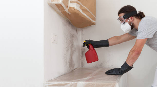 Professional Attic Mold Removal technician working in Lexington, IL