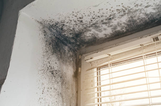 Affordable Attic Mold Removal solutions in Lexington, IL