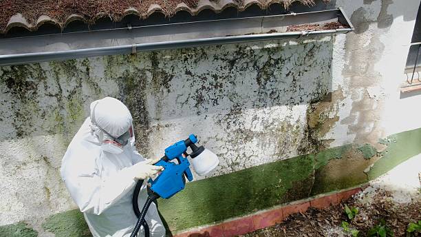 Top rated local Attic Mold Removal specialists in Lexington, IL
